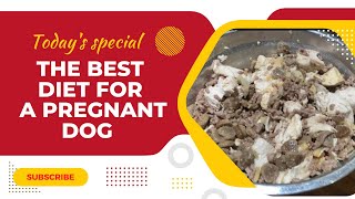 The Best Homemade Dog Food For A Pregnant Dog | Weight Gain Recipe#americanbully#xlbully