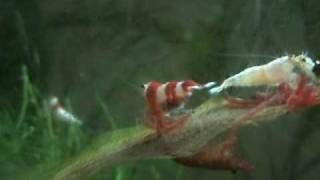 Mutant Project1.avi ShrimpKing