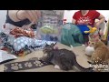 Tiny Kittens Tiny suitcases for aussie kittens w linda &amp; cathy 7 1 2017