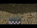 West canary skink chalcides running  slow motion 1