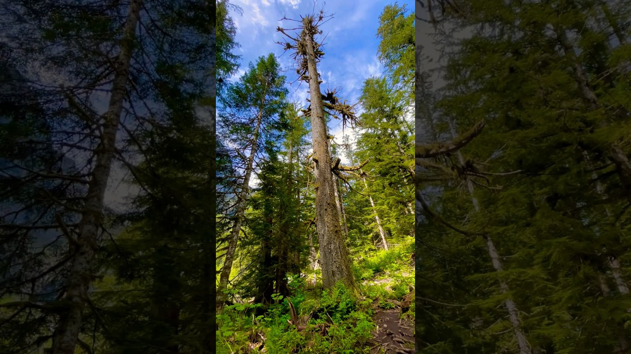 The Standing Dead Tree Along a Washington Trail 