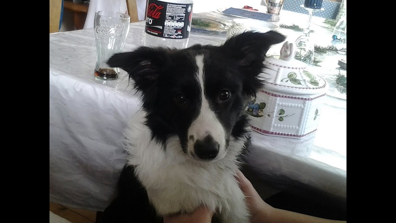 border collie obsessed with ball