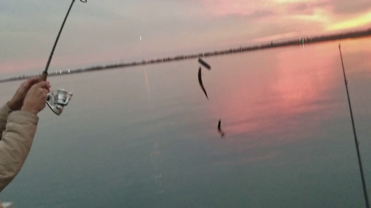 Brooklyn Herring Fishing YouTube