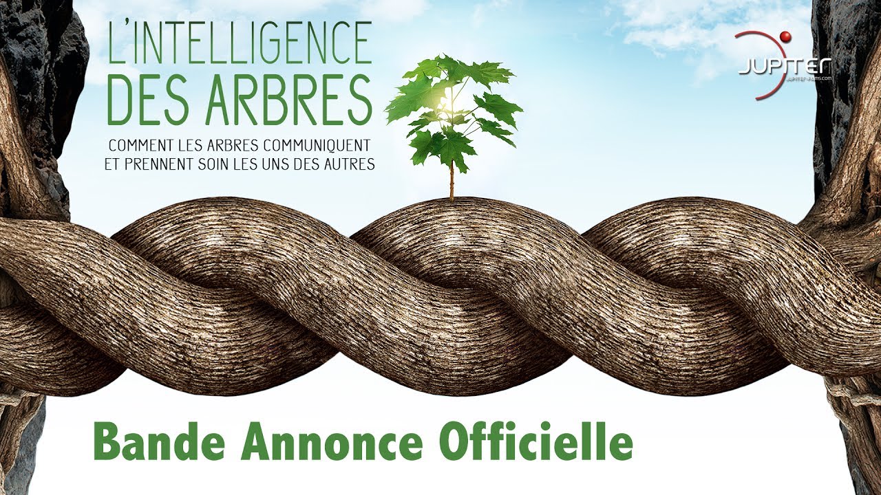 L'intelligence des arbres, le film et le livre qui sèment la