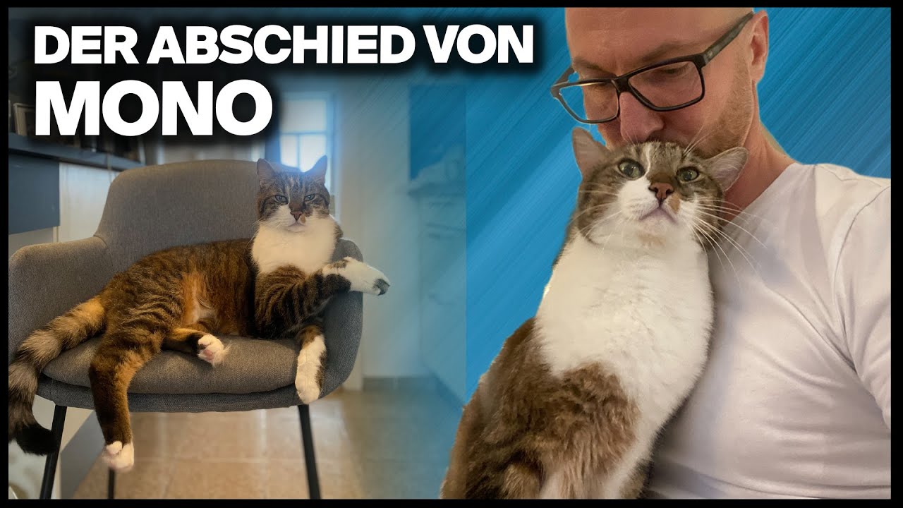 Mein Kater Mono ist nicht mehr da… 😢💔