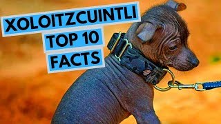 Xoloitzcuintli  TOP 10 Interesting Facts