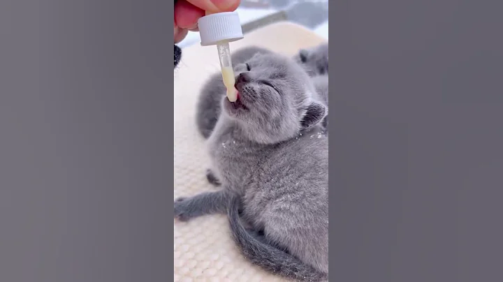 Video 11902871: russian blue mix kittens, tiny russian blue, russian blue eyes, kittens litter, kitten first, kitten snow, kitten silver