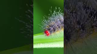 Shorts: Hairy Caterpillar