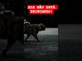 Seu GATO não está BRINCANDO... ele está CAÇANDO!