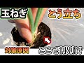 【玉ねぎ】これから★重要な★とう立ちの原因と対策を徹底解説。