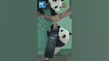 Sweet Moments Of Panda Mother And Her Cub 