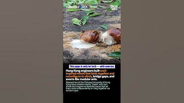 Hong Kong engineers built snail-inspired robots that latch together and reconfigure to climb,