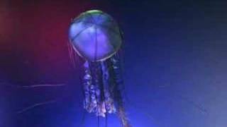 Maya Jellyfish
