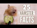 25 Facts About Hamsters 🐹