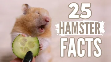 25 Facts About Hamsters 🐹