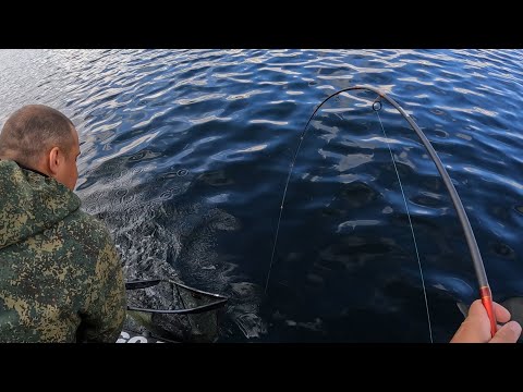 НАРВАЛИСЬ НА КОСЯК ГОРБУШИ / THE BEST PINK FISHING