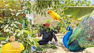 New Cute Ducklings or sary birds ko palak khilaee