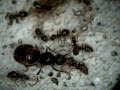 Lasius niger ant colony