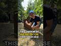 An Incinerator… Inside My $25K Japanese House?!