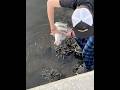 Fishing for big black drum in cedar key fl! #fishing #drum #blackdrum #cedarkey #fyp #saltwater