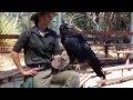 Wedge Tailed Eagle