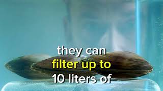 How Mussels Monitor City Water Quality