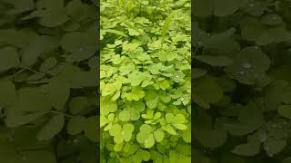 रनभज टकलपवसळयतल भज टकल.Takla Ranbhaji