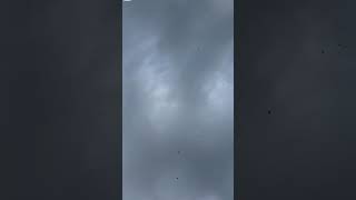 100 High Flyers Pigeonpigeon Atude Status