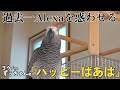 【喋る鳥ずぅvs.アレクサ】ついにAIが本気を出す?!