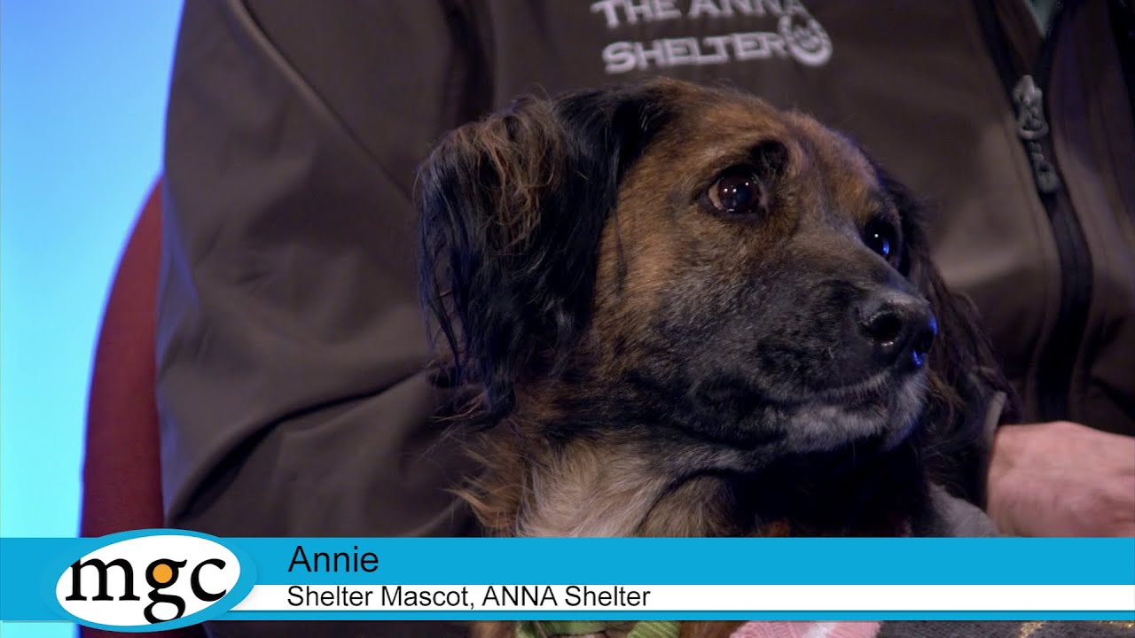 Millcreek Government Channel - Anna Shelter