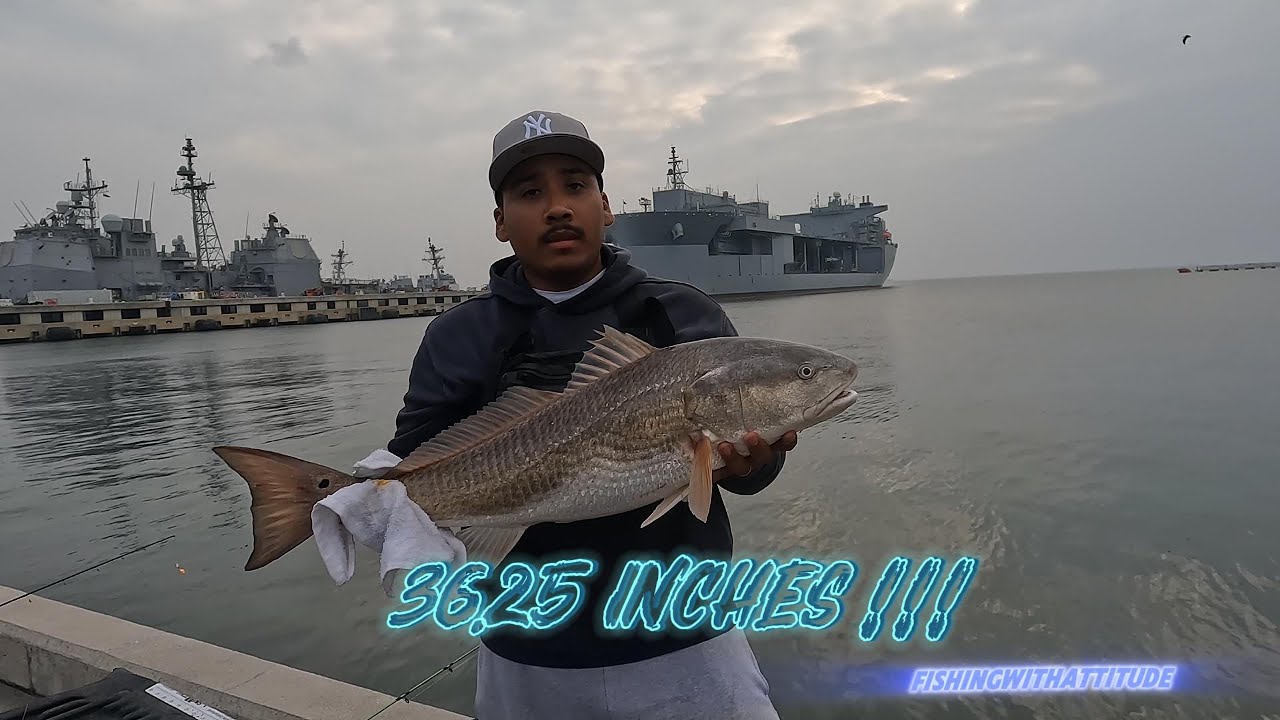 FISHING IN A NAVAL BASE !!! #fishing #navalbase #poisson #pêche #redrum #oystertoad  #fishbrain #釣り