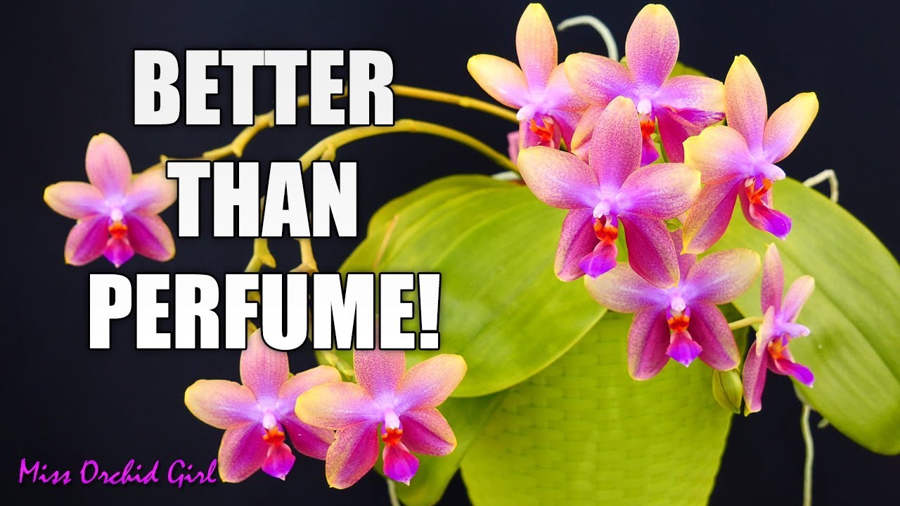 Orchids with strong fragrance - Who needs perfume freshener? - thptnganamst.edu.vn