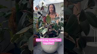 Planting 3 #FicusElastica varieties together in one pot | Plant combining, yes or no?! #rubberplants Planting 3 #FicusElastica varieties together in one pot | Plant combining, yes or no?! #rubberplants
