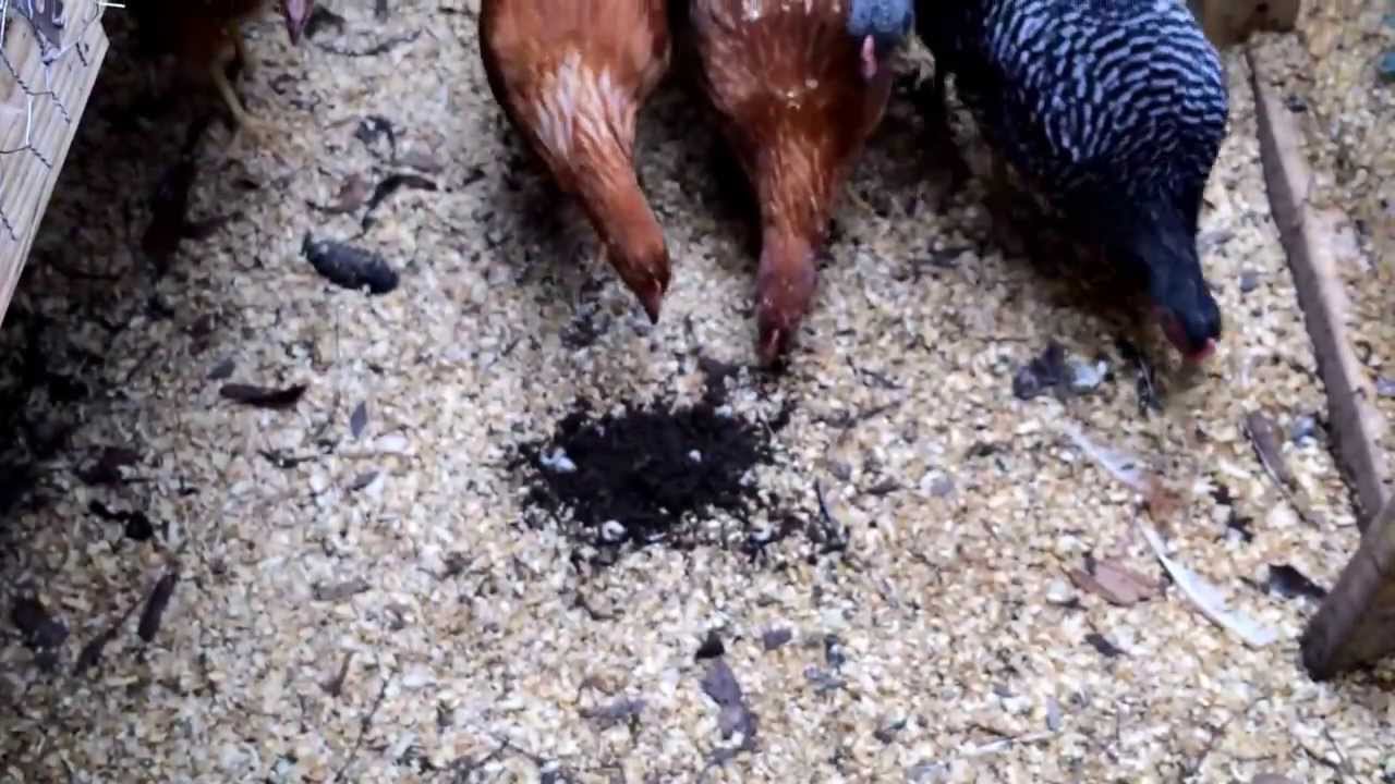Feeding Lawn Grubs to Chickens YouTube