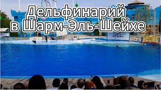 Захватывающее шоу дельфинов в Шарм эль Шейхе: 03.10.2023 год