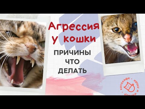 Агрессия у кошки. Причины. Что делаем.