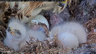 Celebrity Egg #3 Hatches! First Looks At "M3" The Third And Final Red-tailed Hawk Chick | May 10, 2023 Profile