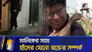 শহরের হাঁস তাই লিফট ছাড়া চলেই না | Duck Lover | Maasranga News