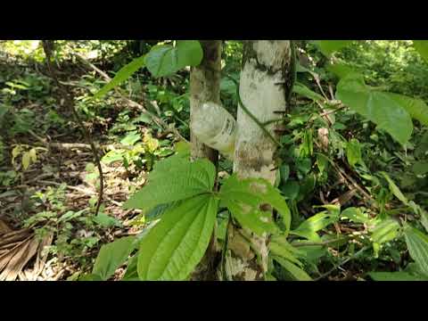 Video: Ketahui Tentang Taman Hutan: Cara Menanam Taman Hutan Boleh Dimakan