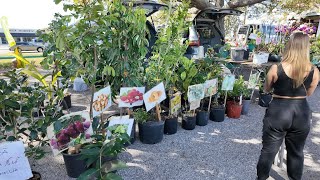 Asian Farmer s Market Icot Blvd at Clearwater Florida USA 2024