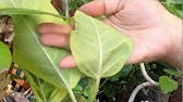 庭木 ばらのカイガラムシ退治に 一年中使えて便利 カイガラムシエアゾール 殺虫剤 Youtube