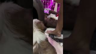 Little Dog, Huge Hoarding Problem 🐶😂#viral #shorts #funny #dog