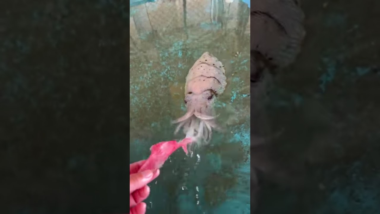Cuttlefish Feeding Behavior: How They Hunt & Eat Prey