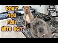 Pitbull Talks &amp; Tells Dad To Stop Messing With Them! Playful Fight Breaks Out!!