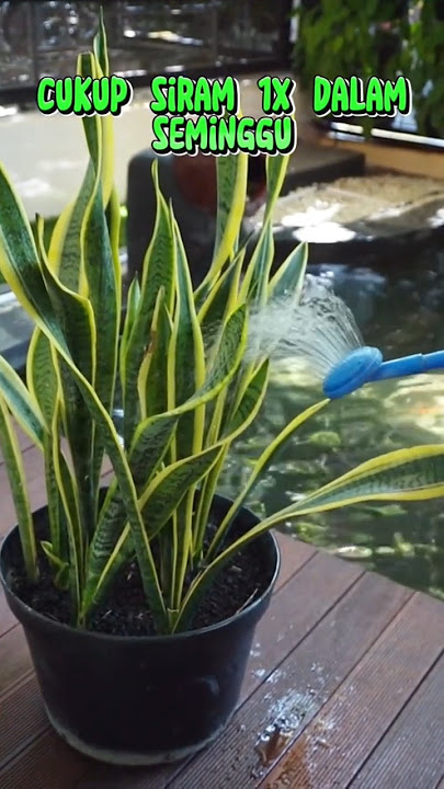 ini dia cara perawatan #lidahmertua biar tidak menguning #yasminhospital #tanamanhias #sansivera