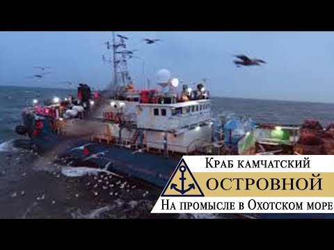 Видео: Краб камчатский – На промысле в Охотском море