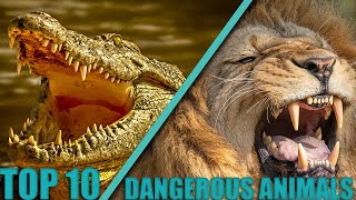 TOP 10 Most Dangerous Animals In The World by Nature's Wonder 376 views 4 months ago 14 minutes, 28 seconds