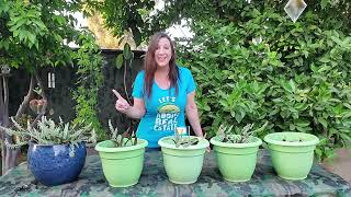 Ledebouria Socialis - Silver Squill plant care