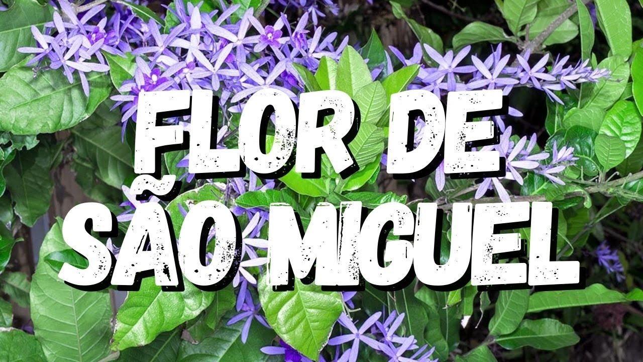 Flor de São Miguel: Guia Completo Desta Planta - YouTube