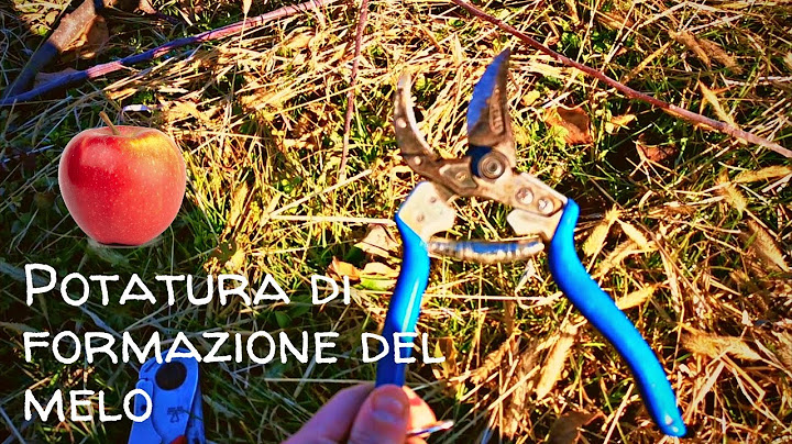 POTATURA DI FORMAZIONE DI UN MELO